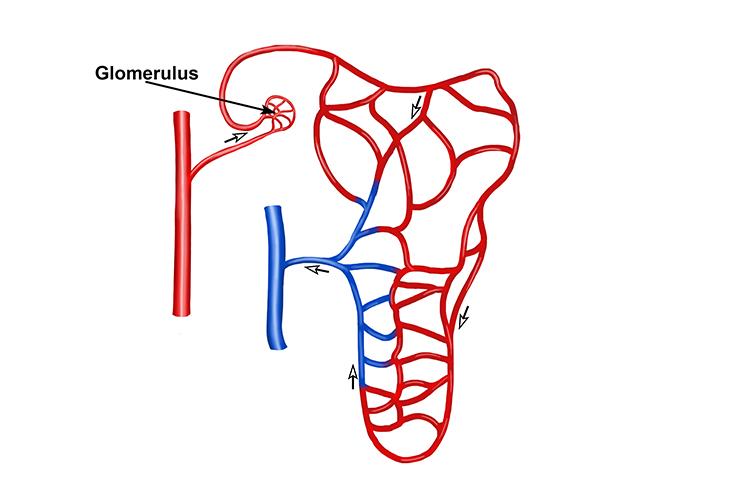 Blood flow in the renal system focusing on the kidneys